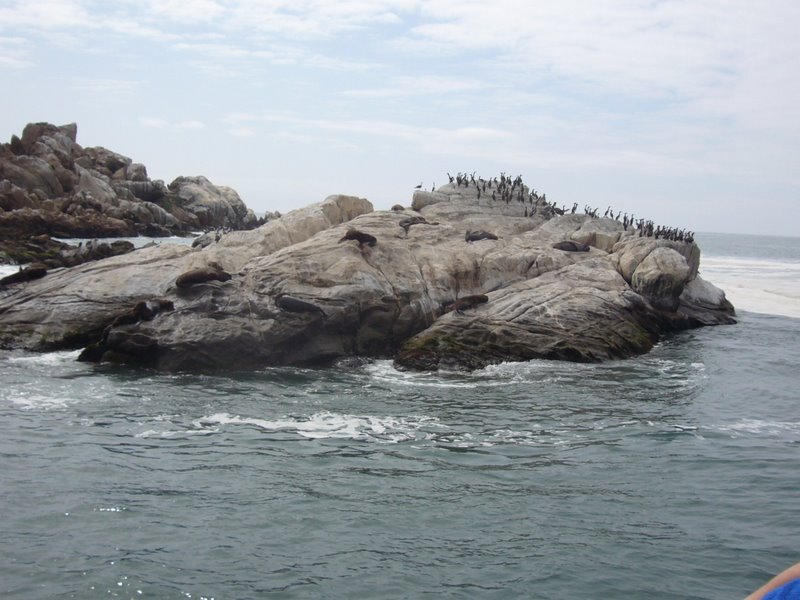 Sea lion colony